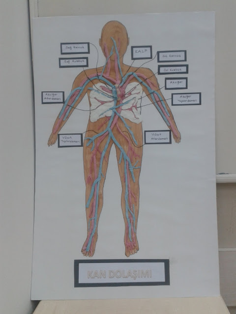 Kan Dolaşımı Materyali - Adım 1