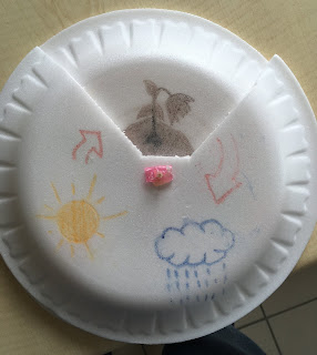 Tohumun Evreleri Materyali - Adım 3